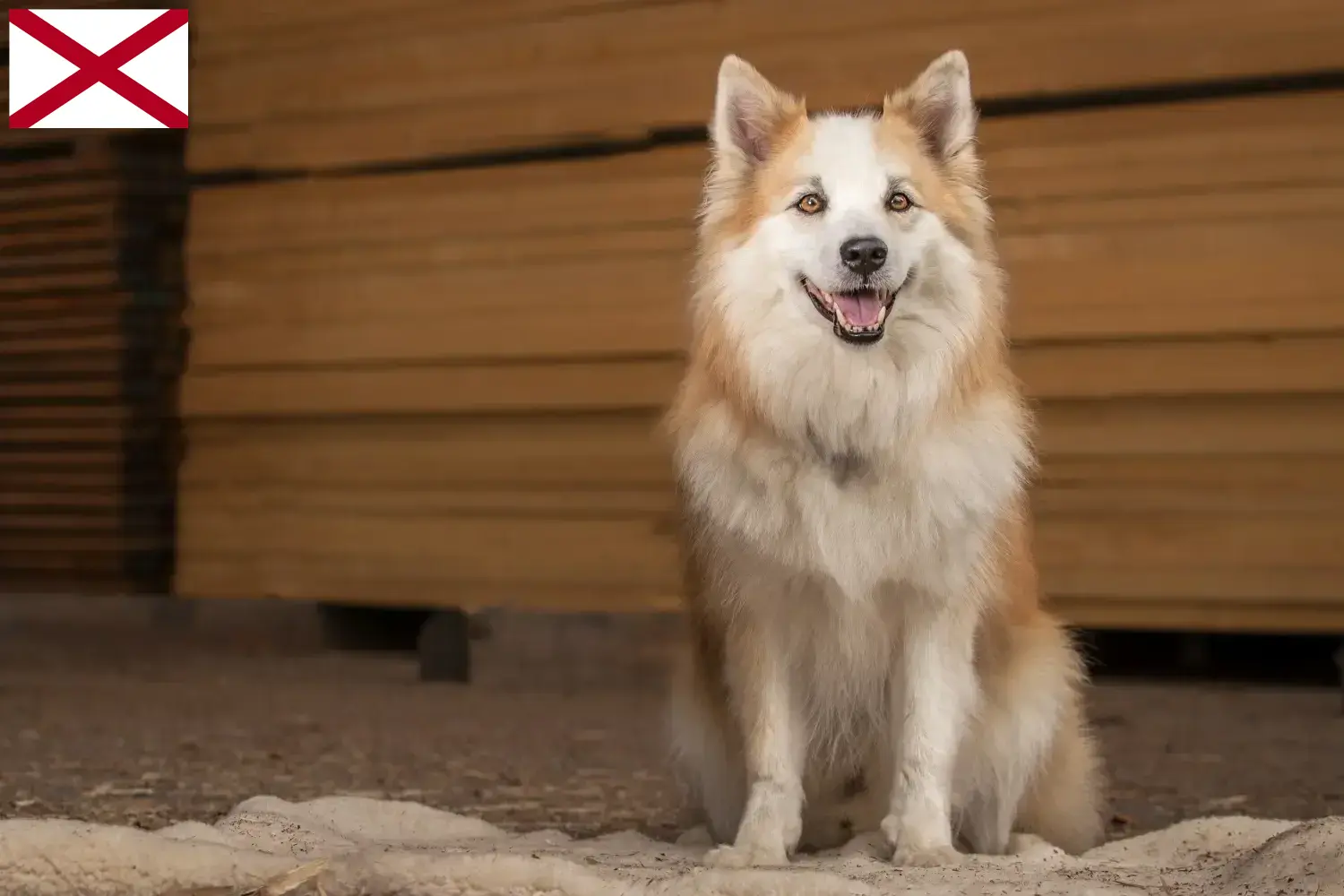 Icelandic dog puppies and breeder Alabama Find Icelandic Dog breeders in Alabama.