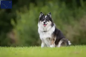 Read more about the article Icelandic dog breeders and puppies in Alaska