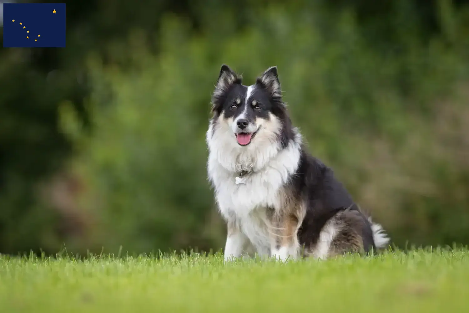 Icelandic dog puppies and breeder Alaska Here you can find Icelandic dog breeders in Alaska.