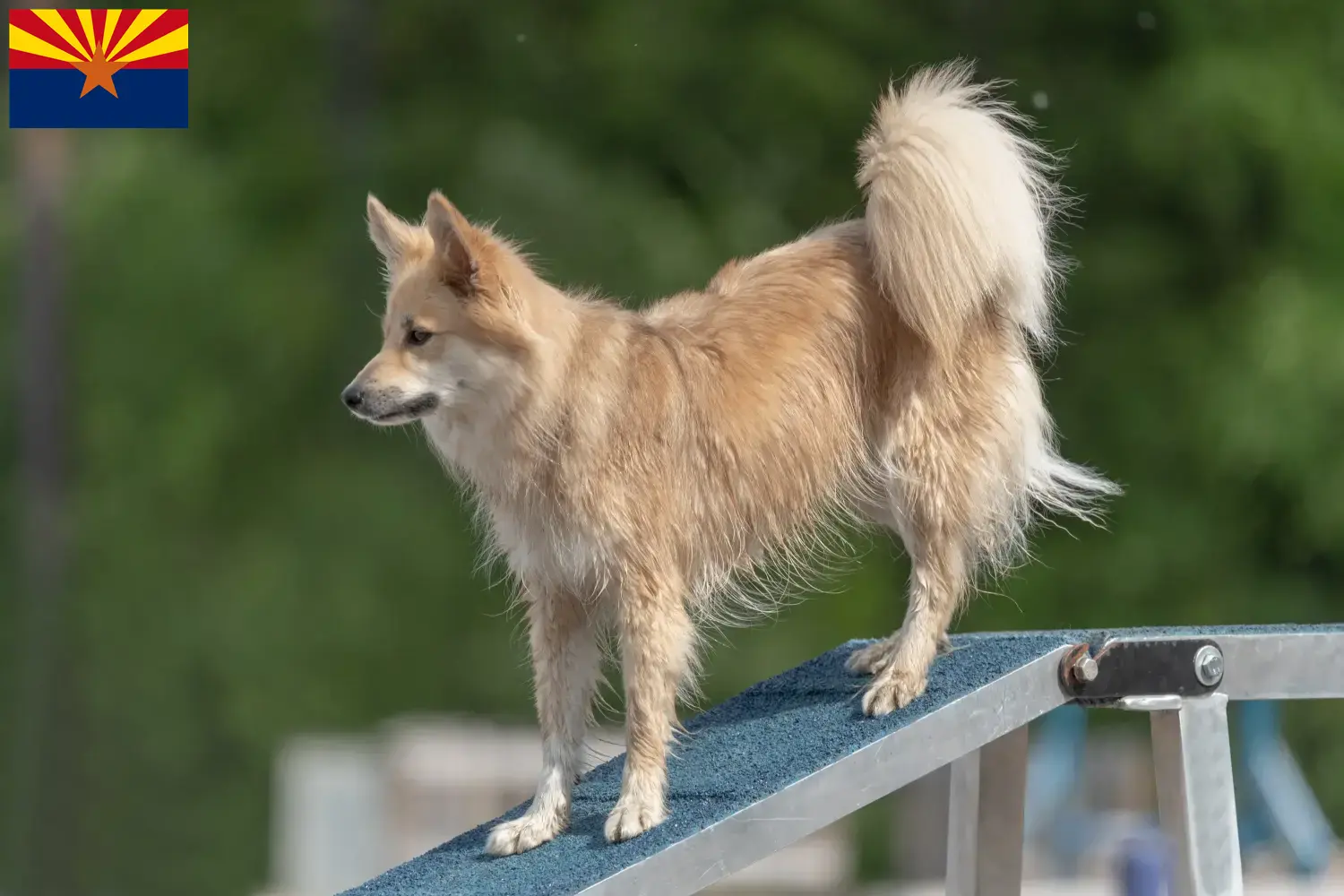 Icelandic dog puppies and breeder Arizona Find Icelandic Dog breeders in Arizona.