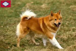 Read more about the article Icelandic dog breeders and puppies in Arkansas