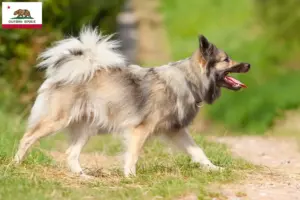 Read more about the article Icelandic dog breeders and puppies in California