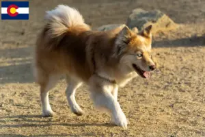 Read more about the article Icelandic dog breeders and puppies in Colorado