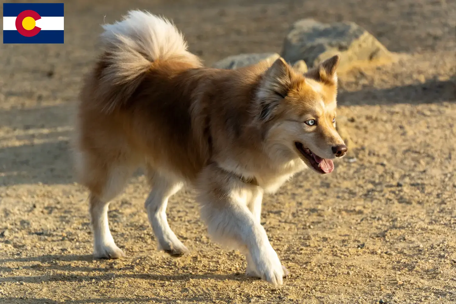 Icelandic Dog Puppies and Breeder Colorado Find Icelandic Dog breeders in Colorado.