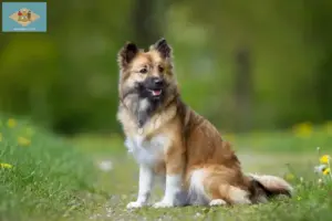 Read more about the article Icelandic dog breeders and puppies in Delaware