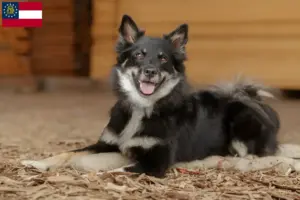 Read more about the article Icelandic dog breeders and puppies in Georgia