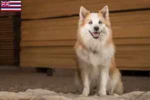 Read more about the article Icelandic dog breeders and puppies in Hawaii
