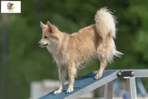 Read more about the article Icelandic dog breeders and puppies in Illinois