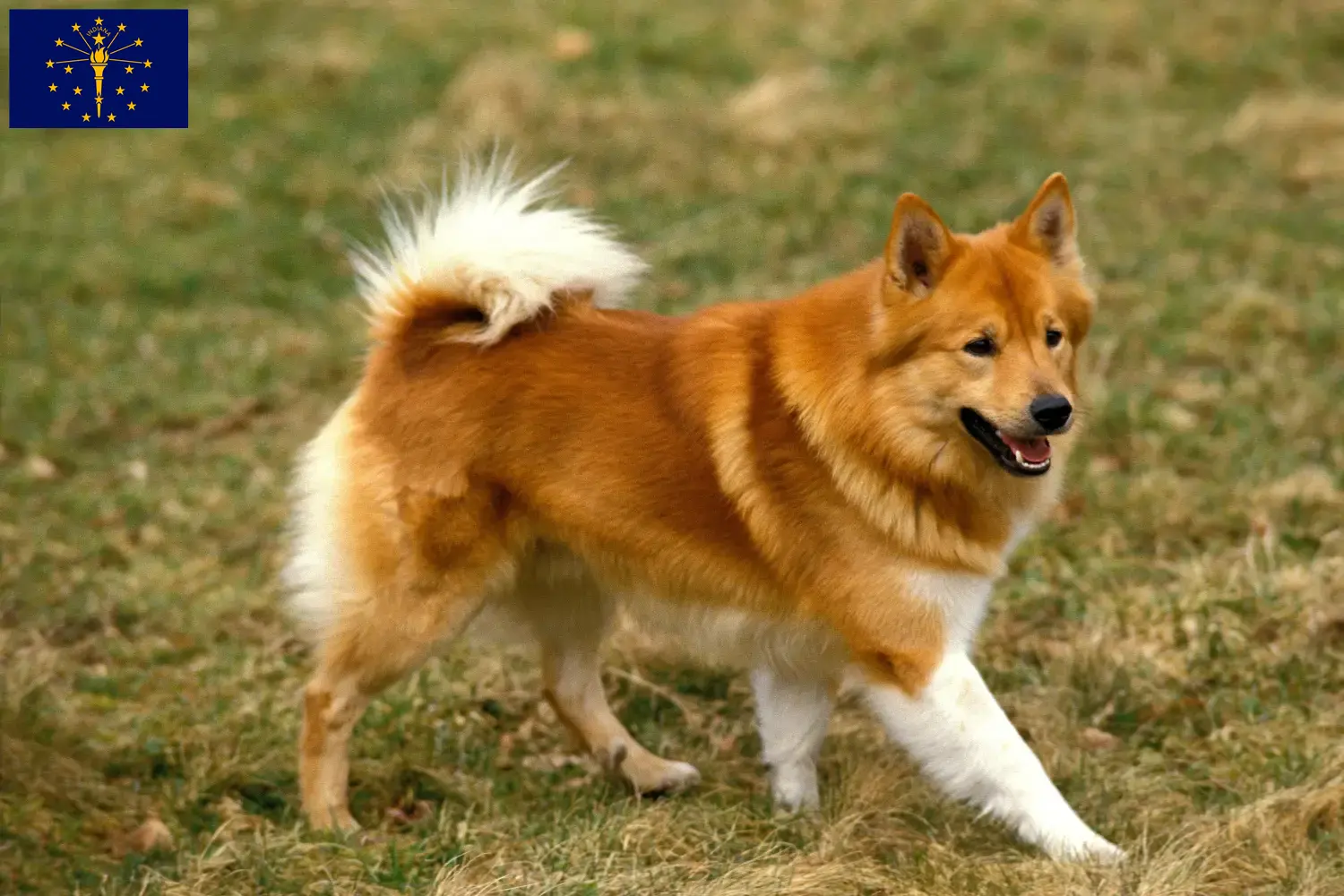 Icelandic dog puppies and breeder Indiana Find Icelandic Dog breeders in Indiana.