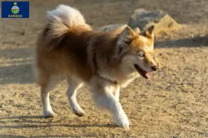 Read more about the article Icelandic dog breeders and puppies in Kansas