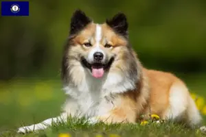 Read more about the article Icelandic dog breeders and puppies in Kentucky