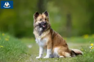 Read more about the article Icelandic dog breeders and puppies in Louisiana