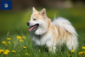 Read more about the article Icelandic dog breeders and puppies in Maine