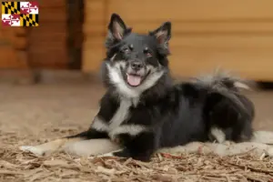Read more about the article Icelandic dog breeders and puppies in Maryland