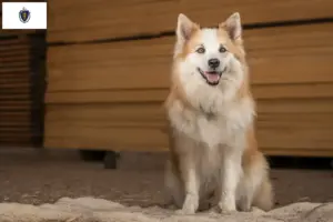 Read more about the article Icelandic dog breeders and puppies in Massachusetts