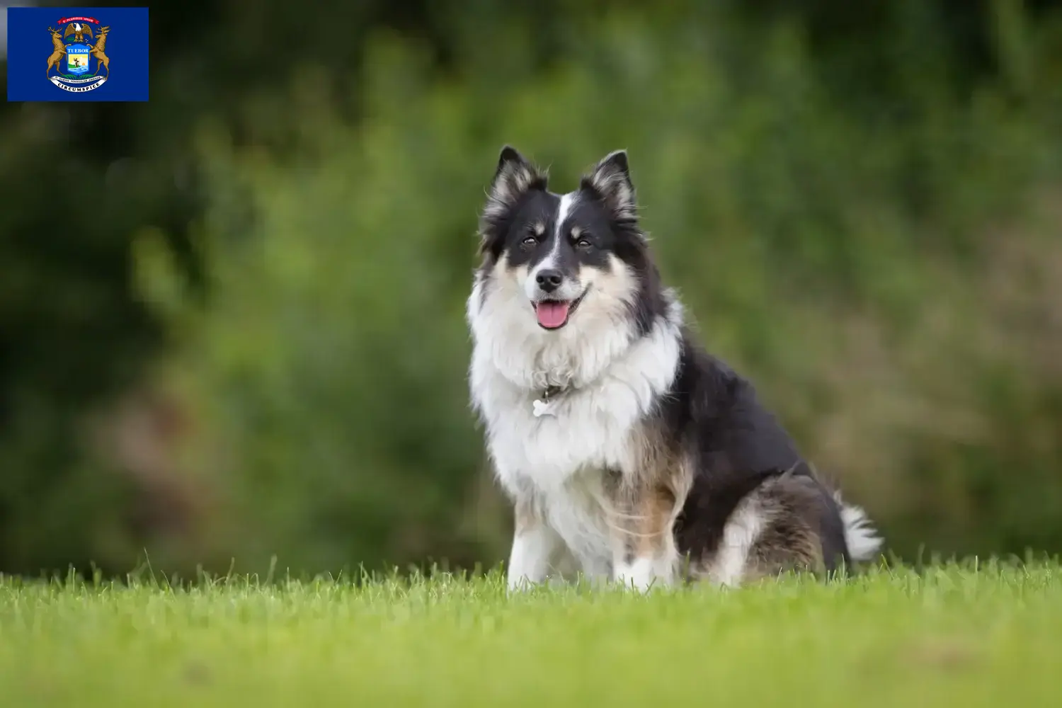 Icelandic Dog Puppies and Breeder Michigan Find Icelandic Dog breeders in Michigan.