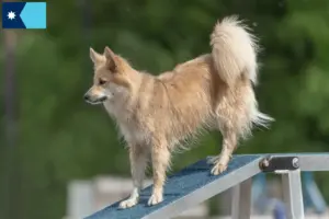 Read more about the article Icelandic dog breeders and puppies in Minnesota