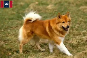 Read more about the article Icelandic dog breeders and puppies in Mississippi