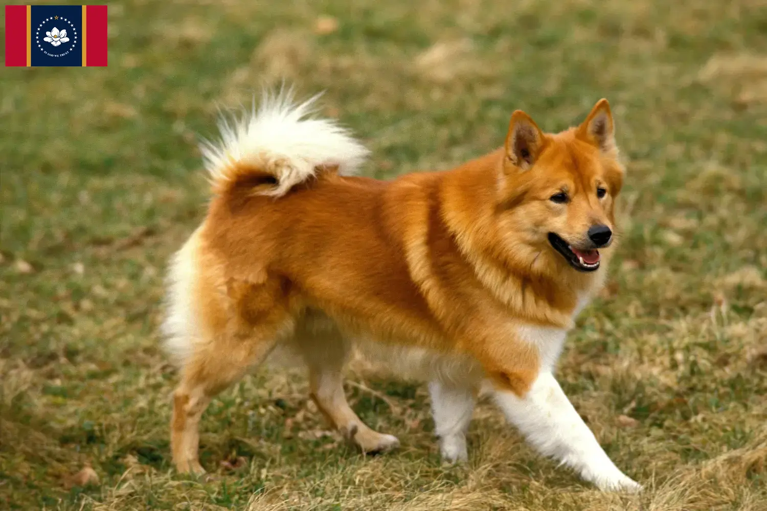 Icelandic Hound puppies and breeders Mississippi Find Icelandic Dog breeders in Mississippi.