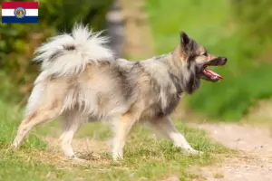 Read more about the article Icelandic dog breeders and puppies in Missouri