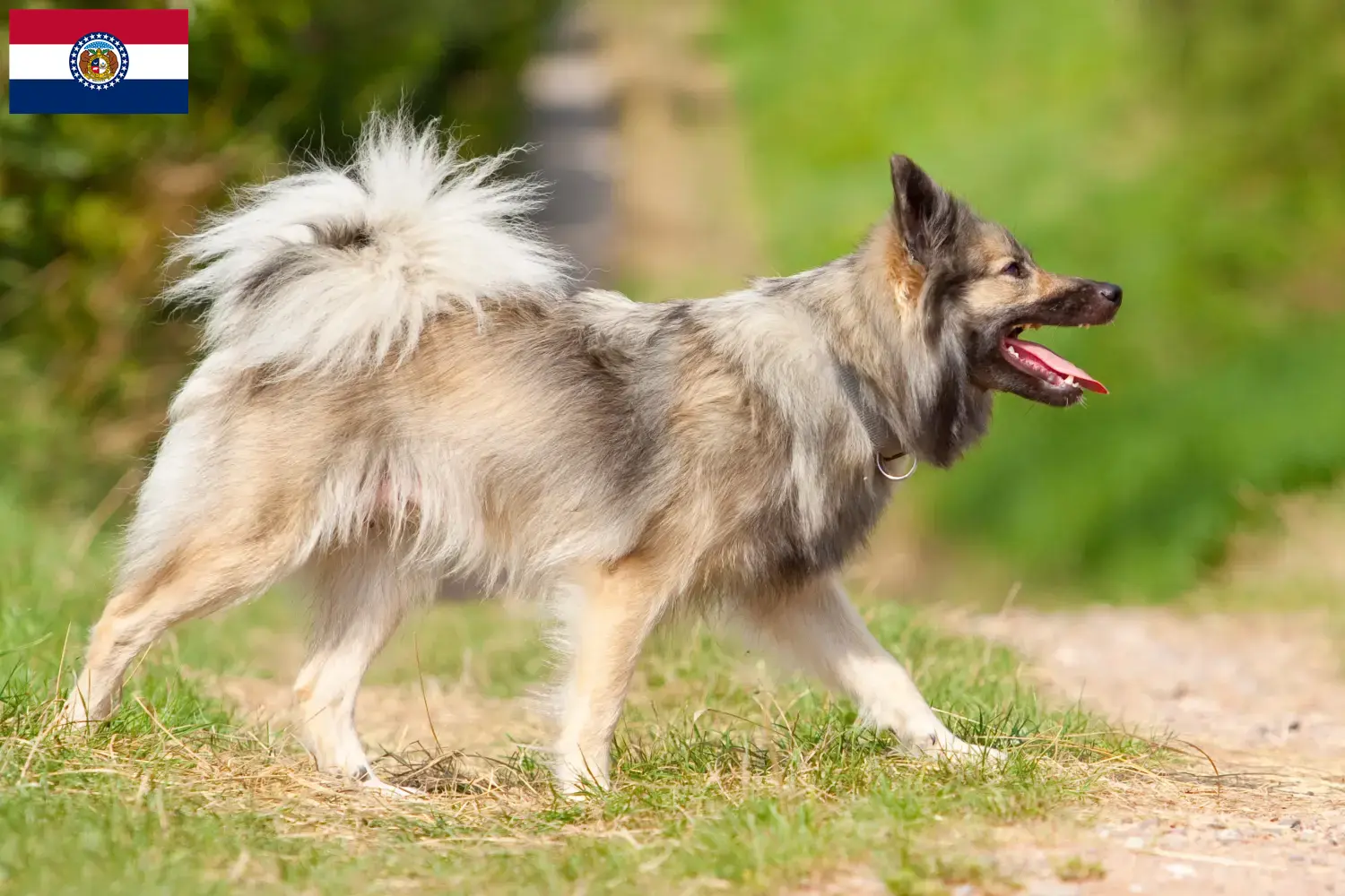 Icelandic dog puppies and breeder Missouri Find Icelandic Dog breeders in Missouri.
