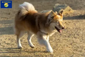 Read more about the article Icelandic dog breeders and puppies in Montana