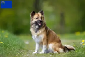 Read more about the article Icelandic dog breeders and puppies in Nevada