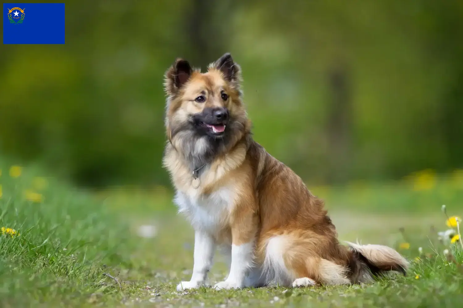 Icelandic dog puppies and breeder Nevada Find Icelandic Dog breeders in Nevada.