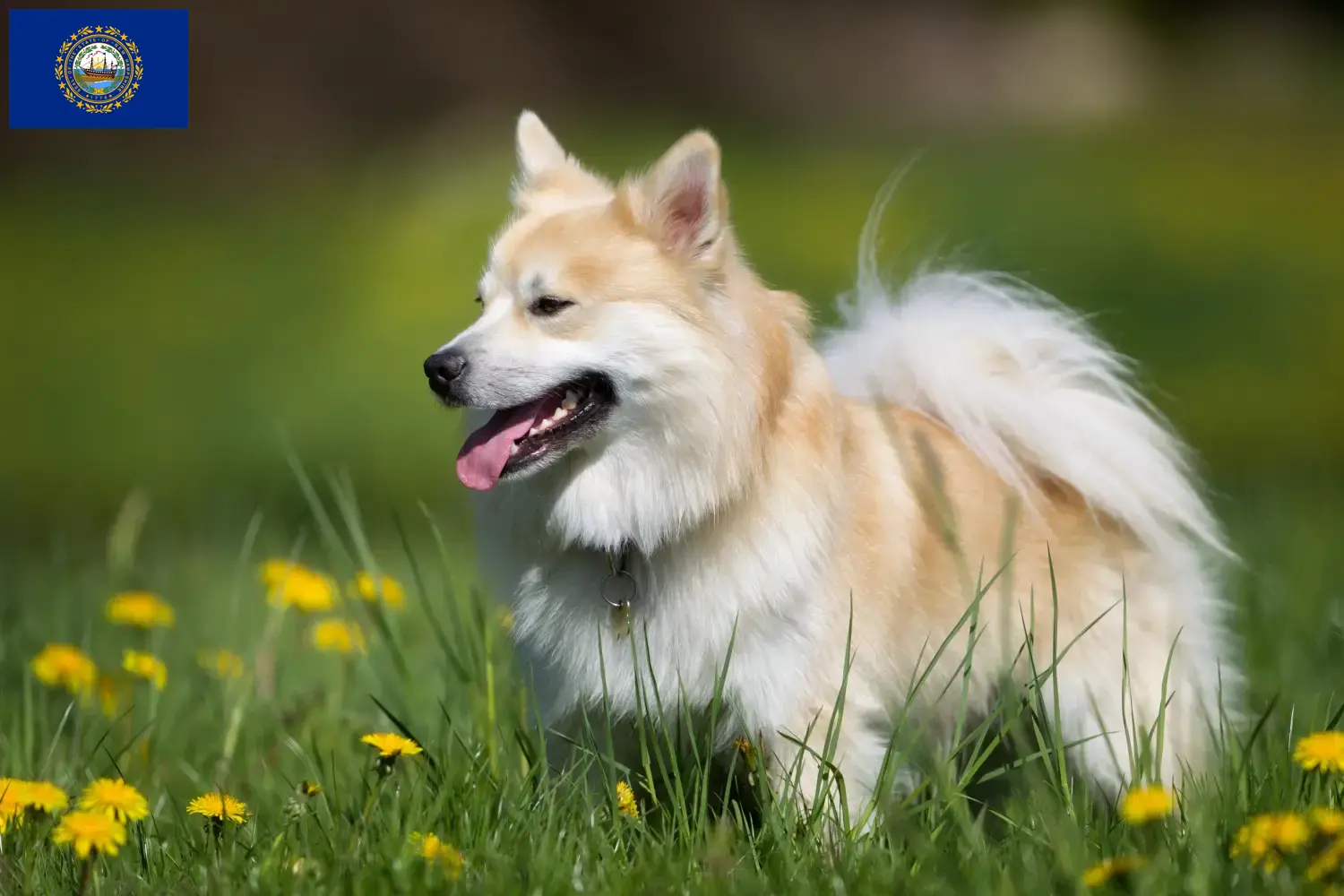 Icelandic Hound puppies and breeders New Hampshire Find Icelandic Dog breeders in New Hampshire.