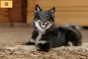 Read more about the article Icelandic dog breeders and puppies in New Jersey