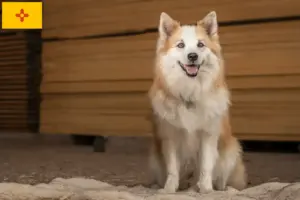 Read more about the article Icelandic dog breeders and puppies in New Mexico