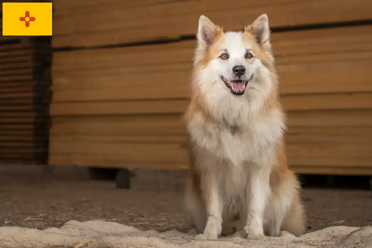 Icelandic Dog Puppies and Breeder New Mexico Find Icelandic Dog breeders in New Mexico.