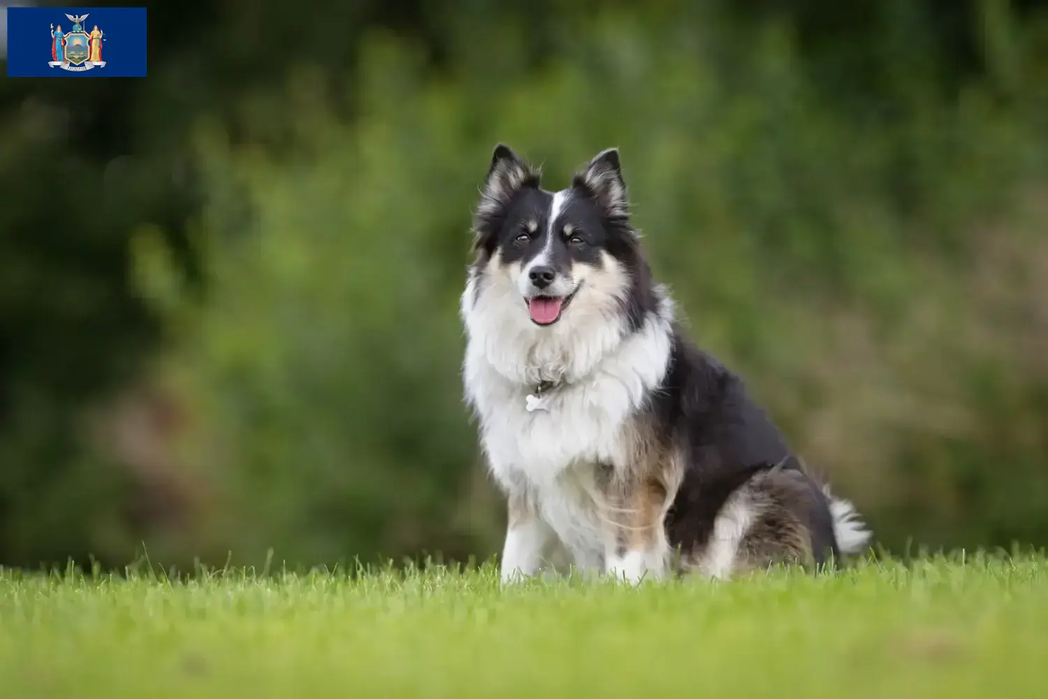 Icelandic dog puppies and breeder New York Find Icelandic Dog breeders in New York here.