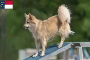 Read more about the article Icelandic dog breeders and puppies in North Carolina