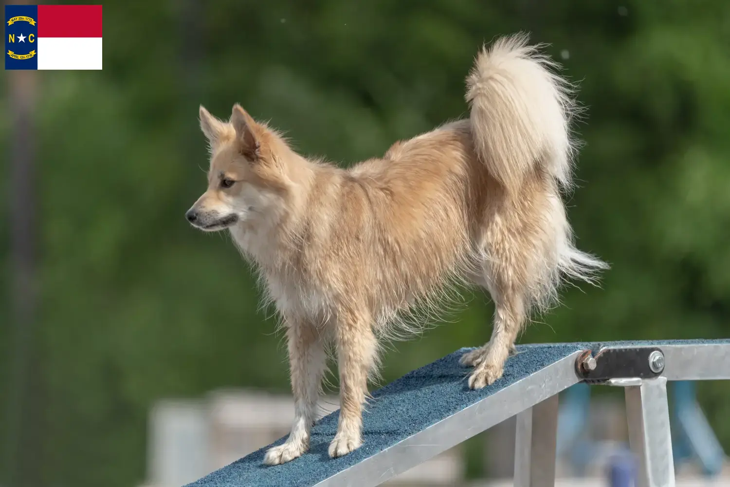 Icelandic Hound puppies and breeders North Carolina Find Icelandic Dog breeders in North Carolina.