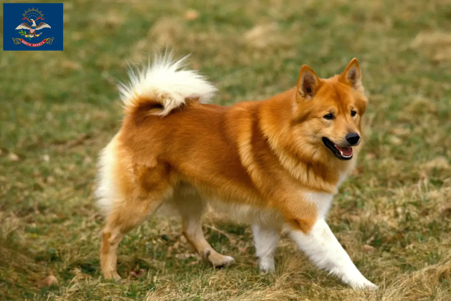 Icelandic Dog Puppies and Breeder North Dakota Find Icelandic Dog breeders in North Dakota.