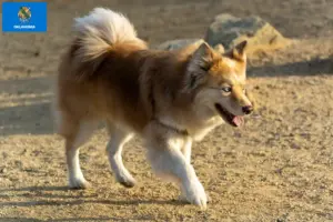 Read more about the article Icelandic dog breeders and puppies in Oklahoma