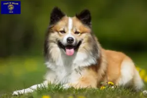 Read more about the article Icelandic dog breeders and puppies in Oregon