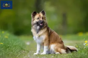 Read more about the article Icelandic dog breeders and puppies in Pennsylvania