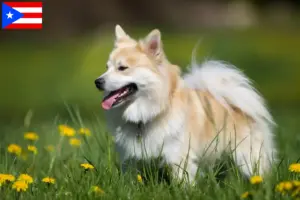 Read more about the article Icelandic dog breeders and puppies in Puerto Rico