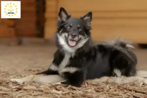 Read more about the article Icelandic dog breeders and puppies in Rhode Island