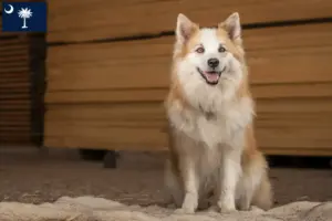 Read more about the article Icelandic dog breeders and puppies in South Carolina