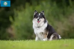 Read more about the article Icelandic dog breeders and puppies in South Dakota