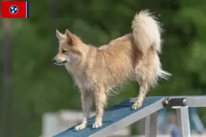 Read more about the article Icelandic dog breeders and puppies in Tennessee