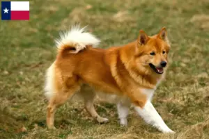 Read more about the article Icelandic dog breeders and puppies in Texas