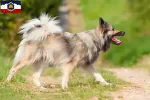 Read more about the article Icelandic dog breeders and puppies in Utah