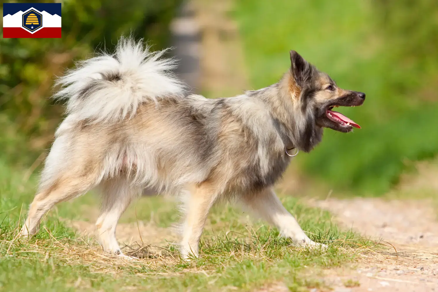 Icelandic Dog Puppies and Breeder Utah Find Icelandic Dog breeders in Utah.