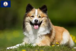 Read more about the article Icelandic dog breeders and puppies in Virginia