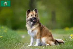 Read more about the article Icelandic dog breeders and puppies in Washington