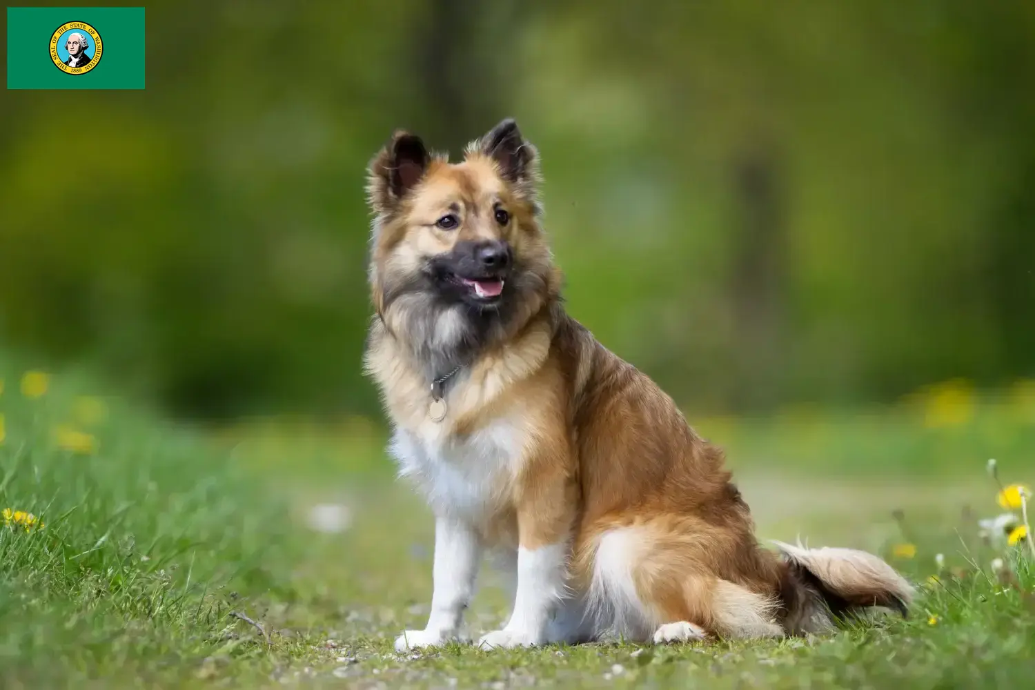 Icelandic Dog Puppies and Breeder Washington Find Icelandic Dog breeders in Washington here.
